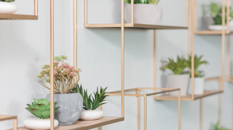 shelves with variety of potted succulents
