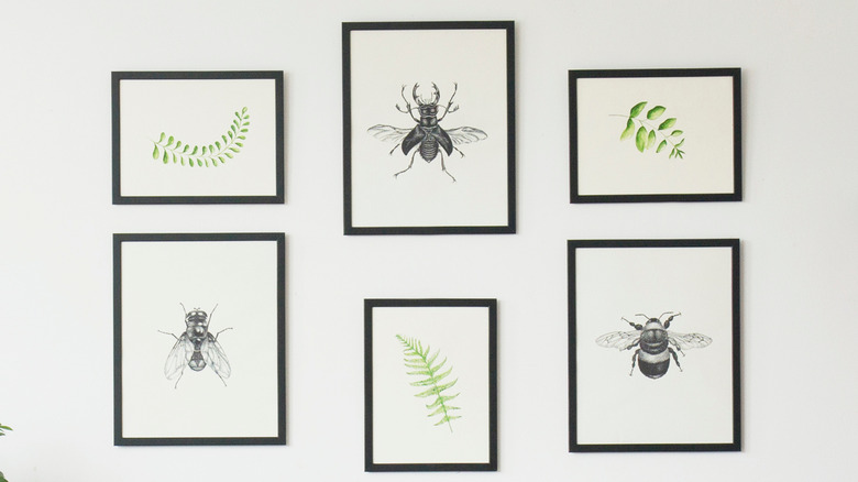 arrangement of botanical and insect prints