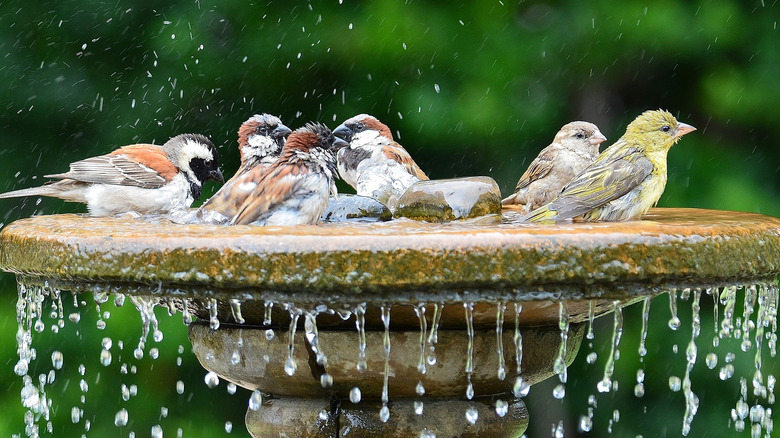 clustered birds in bird bath