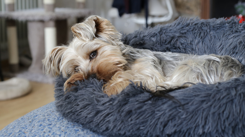 small dog on gray dog bed