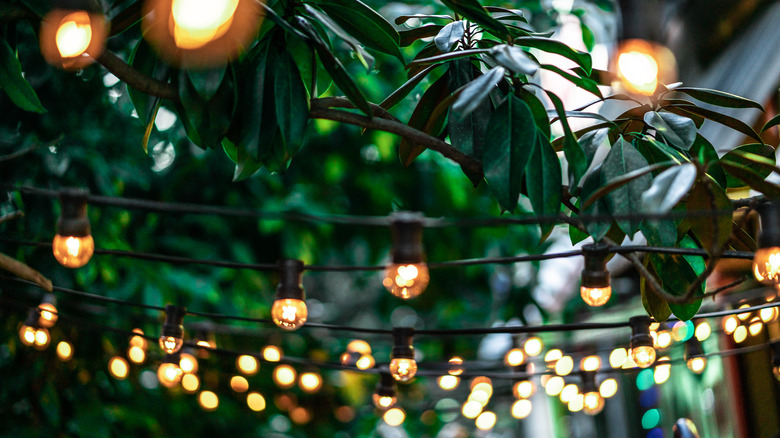 Edison bulb lights in trees