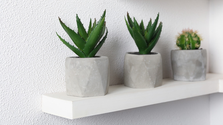 faux succulents on a shelf