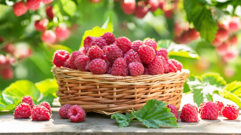 Raspberries in basket outside