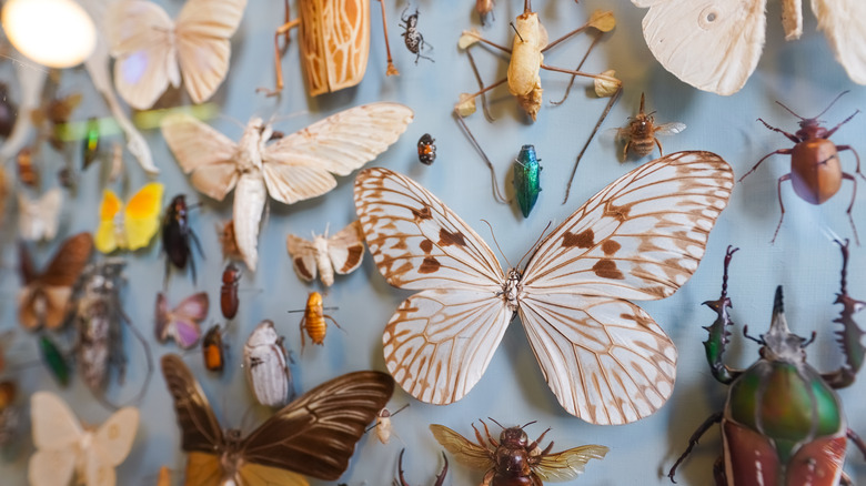 dried insects and butterfly on board