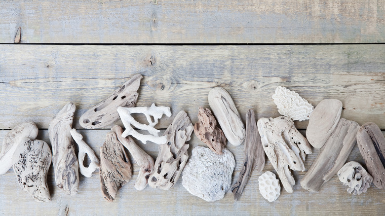 driftwood and shells from beach
