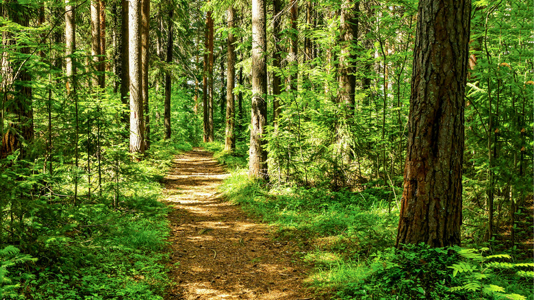 woodland path in forest