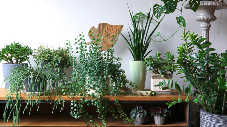 houseplants on a wood table