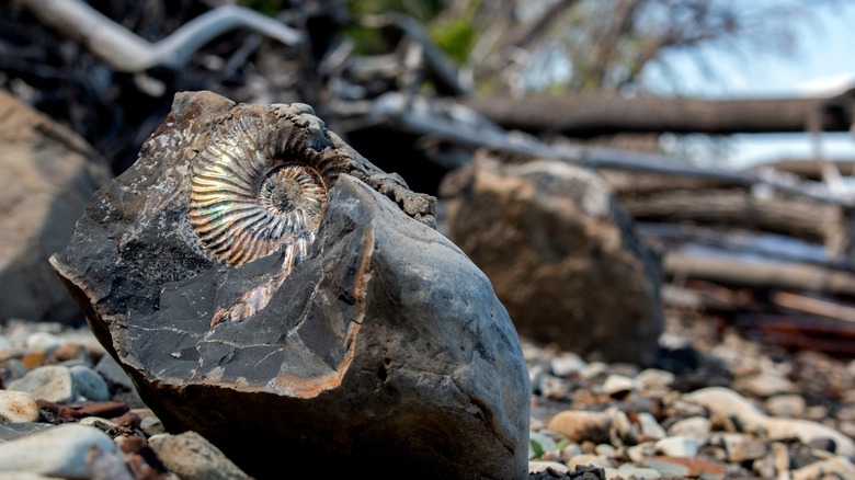 ammonite fossil collection on stones