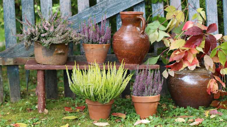 pottery pieces with plants outside