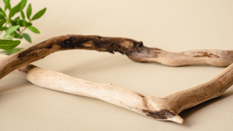 tree branches on table