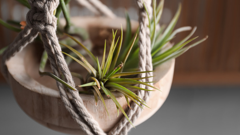 Hanging basket with air plants