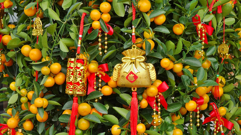 Decorated kumquat tree