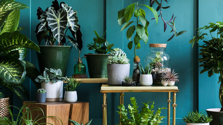 teal walls with house plants