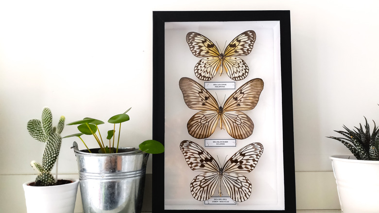 framed butterfly wall art