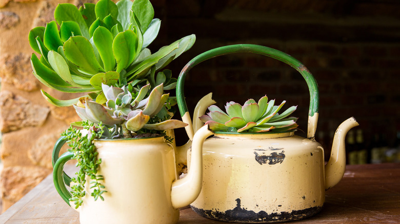 teapots planted with succulents