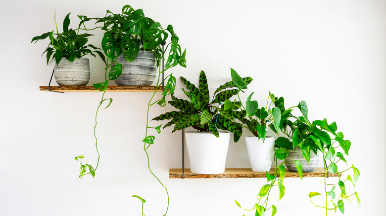 plants and greenery on a shelf 