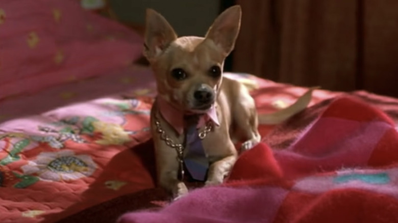 Bruiser chilling on a pink bed 