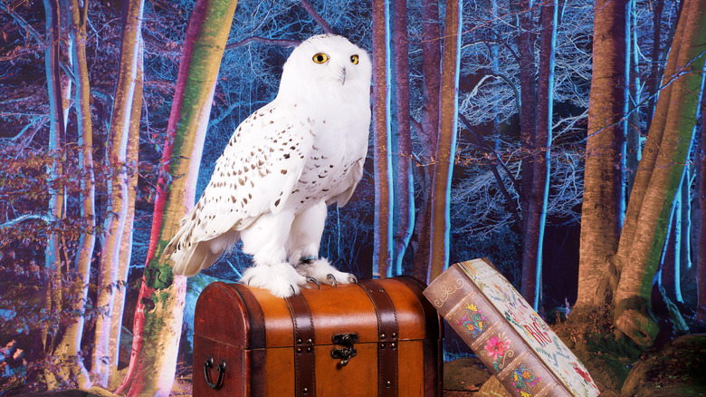 Hedwig perched on trunk