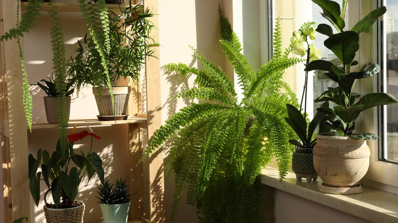 Houseplants near a sunny window