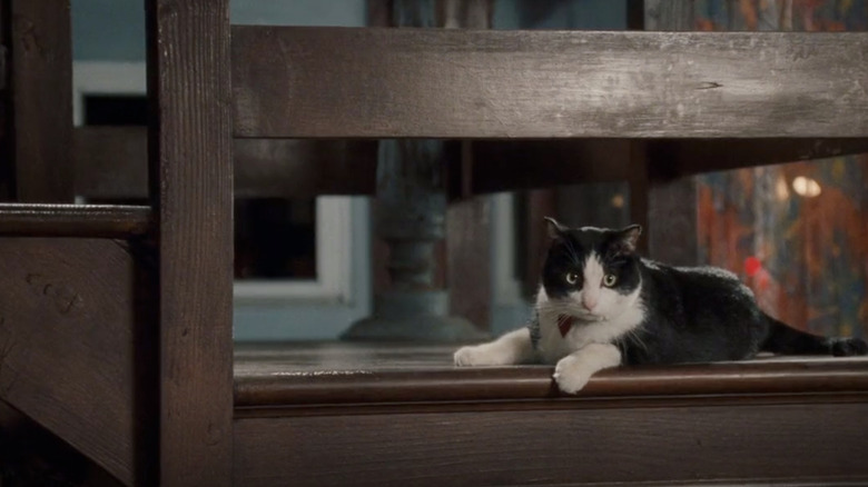 Cat Louis lounging on stairs