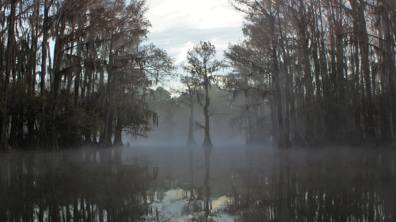 swamp with mist