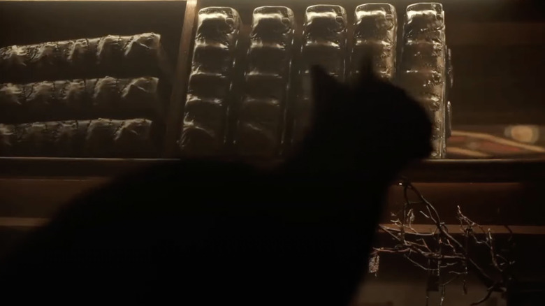 A black cat sits in front of a wall lined with books.