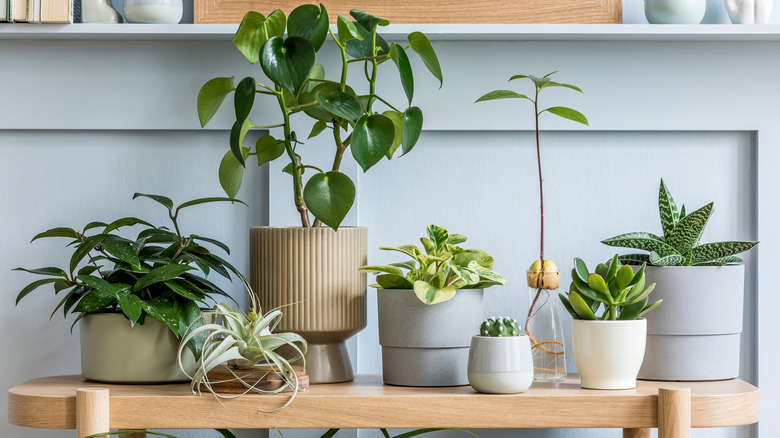 houseplants on table