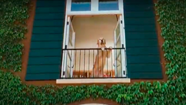 dog on balcony with ivy