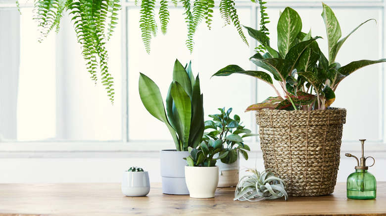 indoor plant arrangement