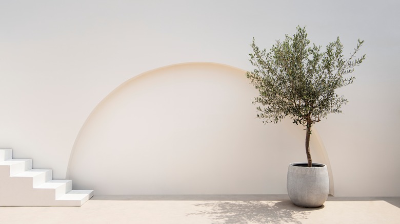 potted olive tree outside