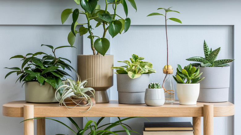 plants in room gray batten wall