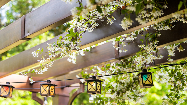 jasmine coated roof deck 