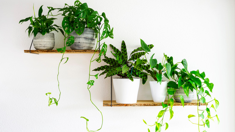 plants on wall shelves