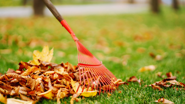 Raking leaves