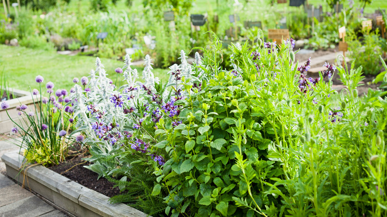 Mint and lavender herb garden