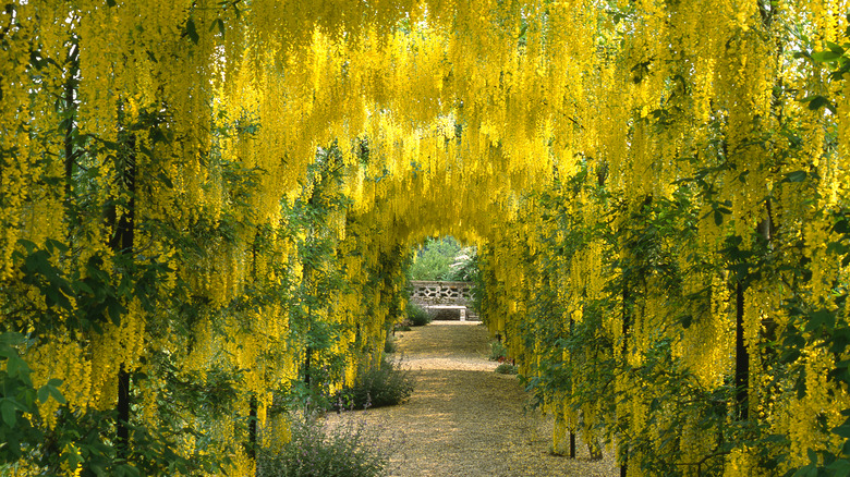 Arbor with golden chain tree