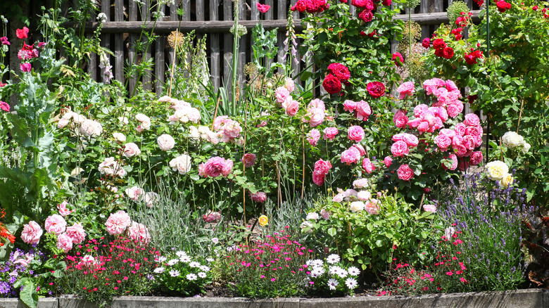 Pink and purple flowers in garden