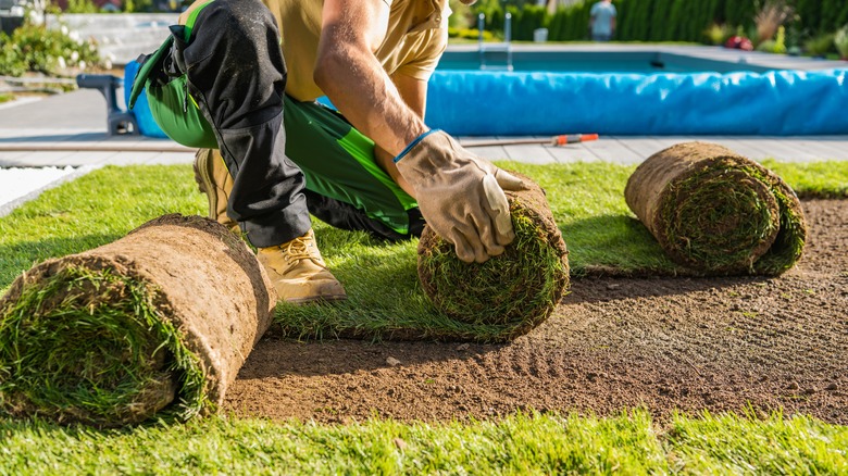 A person is rolling out sod onto a lawn