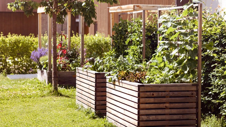 Raised beds with trellis 