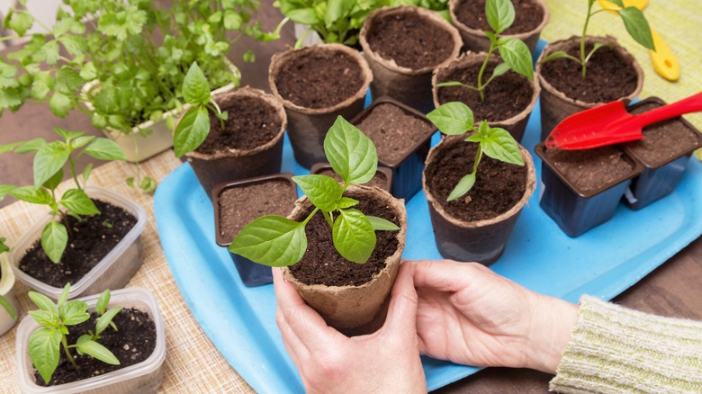 Seedlings in grow pots