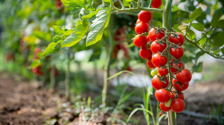 Row of cherry tomato plants