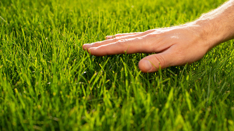 hand touching grass