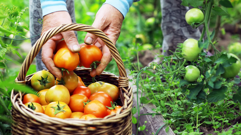 gardener harvesting tomatoes