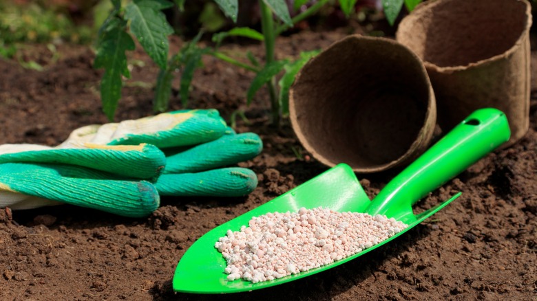 granular fertilizer in a garden