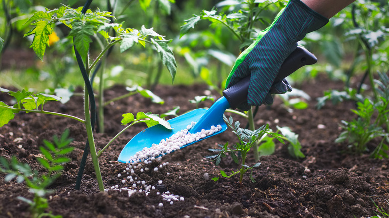 gardener fertilizing seedlings