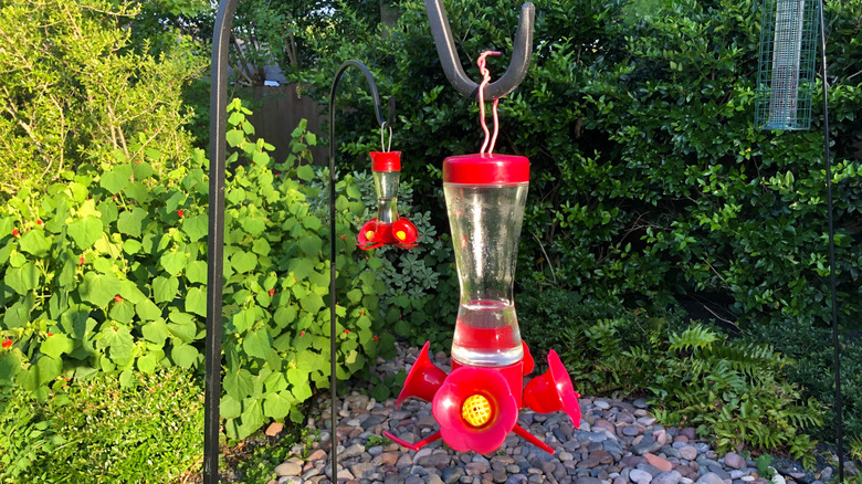 hummingbird feeders near bushes