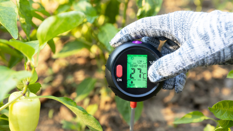 A gloved hand holding a soil thermometer in the ground to measure the temperature of the soil