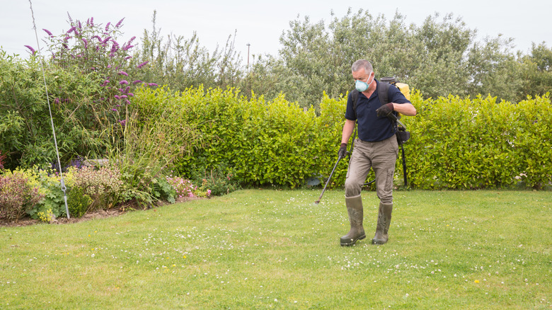 A gardener with a backpack spray unit, wearing a mask and spraying the lawn with herbicide