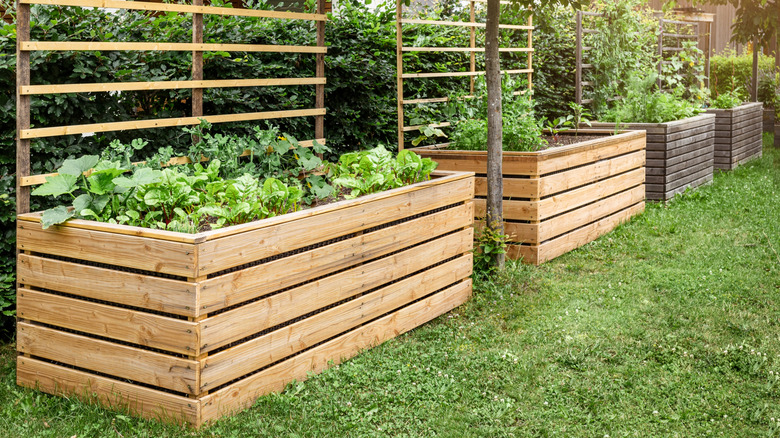 Backyard garden boxes with vegetables