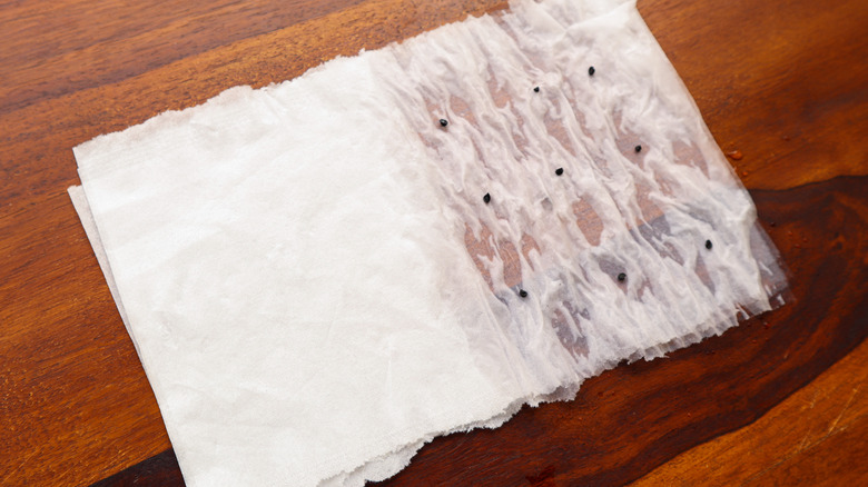 Black seeds on a damp paper towel